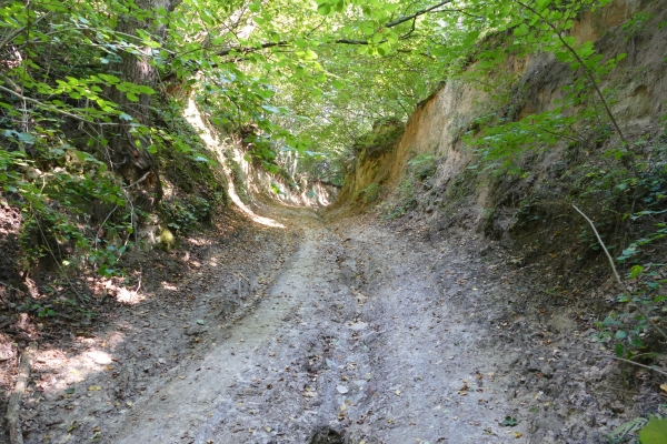 R&oacute;żnorodność przyrodnicza Małopolskiego Przełomu Wisły